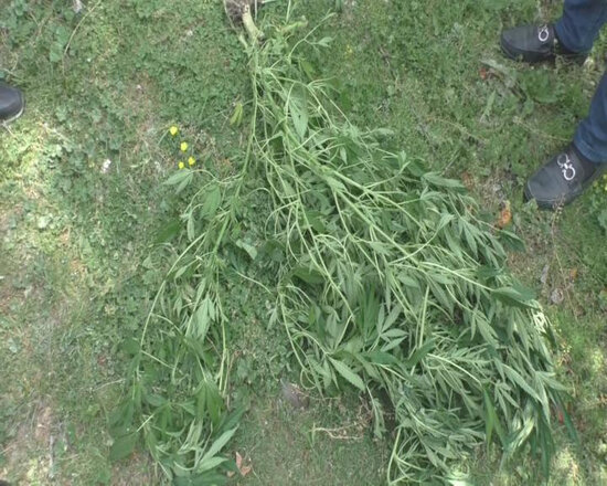 Göyçayda ƏMƏLİYYAT: 7 nəfər saxlanıldı - FOTO