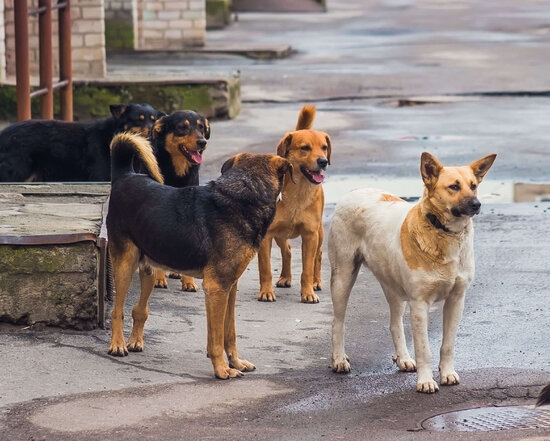 Göyçayda sahibsiz itlər qoyun sürüsünə hücum edib, bir neçə heyvan tələf olub