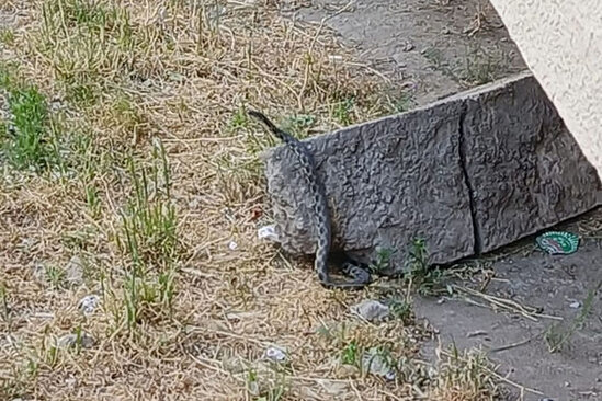 Bakıda peyda olan gürzə ilanı bina sakinlərini təşvişə saldı - FOTO