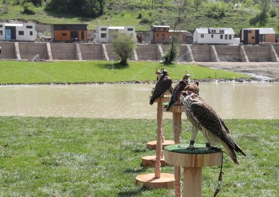 Laçında Şərqi Qafqaz turları və şahin quşları təbiətə, müxtəlif növ balıqlar Həkəri çayına buraxılıb - FOTO