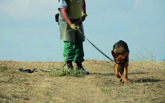 Azərbaycana fərdi zirehli geyimlərin, minaaxtaran itlərin idxalı 2028-ci ilədək vergidən və gömrük rüsumundan azad edilir
