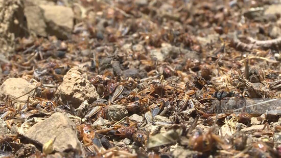 Lerikdə Mərakeş çəyirtkələri yayılıb - FOTO