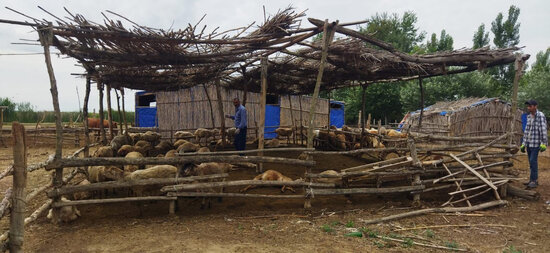 Bərdədə canavar kəndə hücum edib, xeyli qoyun tələf olub - FOTO