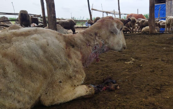 Bərdədə canavar kəndə hücum edib, xeyli qoyun tələf olub - FOTO