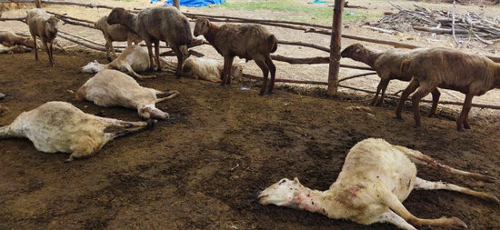 Bərdədə canavar kəndə hücum edib, xeyli qoyun tələf olub - FOTO