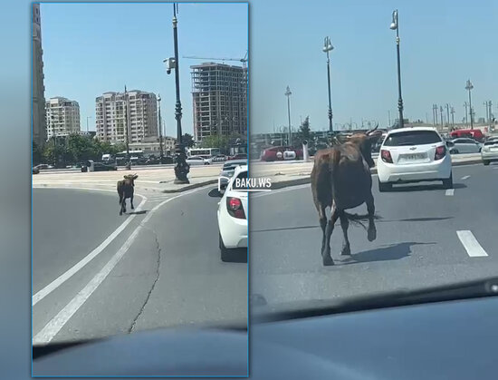 Bakıda inək prospekti bir-birinə qatdı - VİDEO