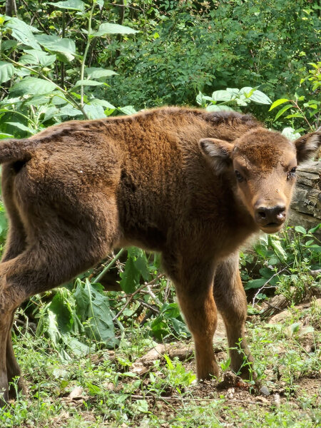 Şahdağ Milli Parkında üç zubr balası dünyaya gəlib - FOTO/VİDEO