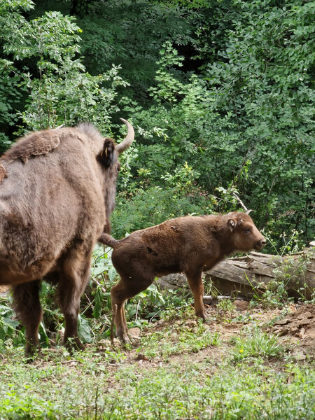 Şahdağ Milli Parkında üç zubr balası dünyaya gəlib - FOTO/VİDEO