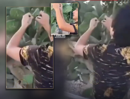 Bulvarda kaktusları kəsərək yandıran şəxs saxlanıldı - VİDEO