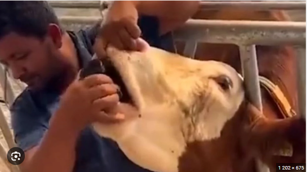 Qurban Bayramı üçün satılan inəyə spirtli içki içirdiblər? - FOTO/VİDEO