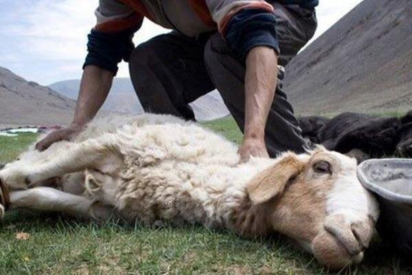 Banka borcu olanların, qurban kəsmək əvəzinə pul paylayanların qurbanı qəbul olunur?