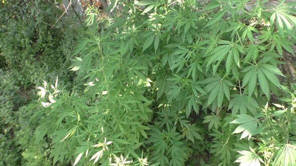 Şəmkirdə narkotik saxlamaqda və yetişdirməkdə şübhəli bilinən şəxslər saxlanılıblar - FOTO