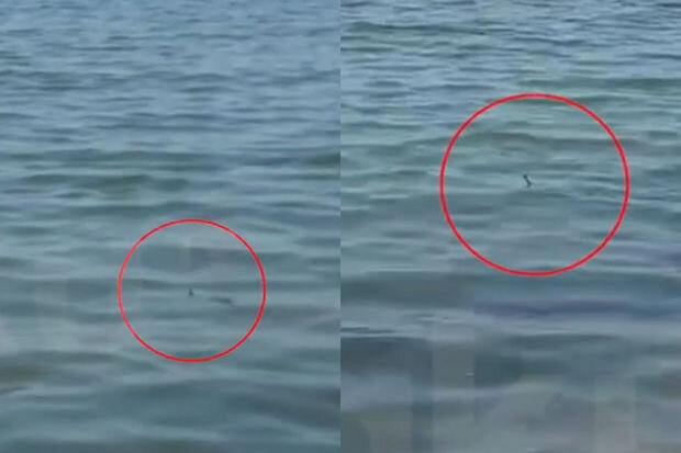 Türkan çimərliyində ilanlar peyda oldu - VİDEO