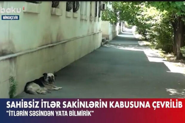 Mingəçevirdə sahibsiz itlər sakinlərin kabusuna çevrilib: İcra hakimiyyəti isə məsələni müzakirə edir - VİDEO