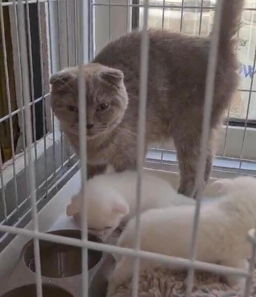 Pişiyi ölən qadın 4 rəfiqəsi ilə birgə klinikaya hücum edib baytarı döydü - FOTO