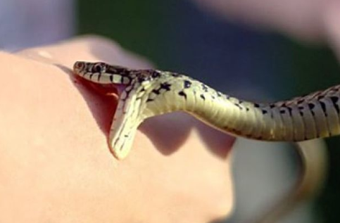 Lerikdə 13 yaşlı qızı ilan sancıb