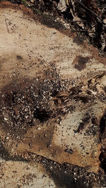 Ekologiya nazirliyi 200-dən çox qanunsuz kəsilmiş ağaca xidməti damğa vurub (FOTO)