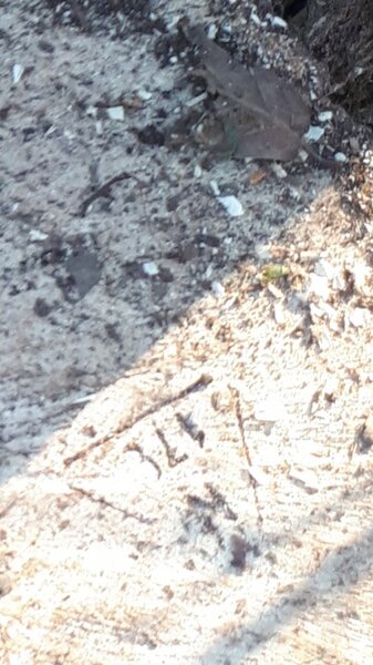 Ekologiya nazirliyi 200-dən çox qanunsuz kəsilmiş ağaca xidməti damğa vurub (FOTO)