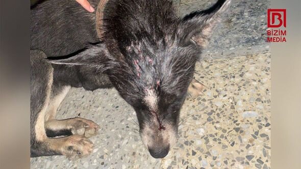 Xaçmazda tükürpədici olay: İti güllələyib dərəyə atdılar - FOTO