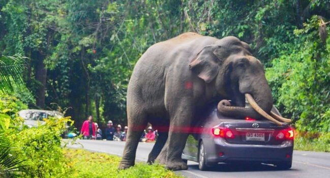 Məşhur aktyor fillə toqquşdu, həyatını itirdi