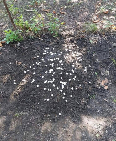 Azərbaycanda DƏHŞƏT! - İt qənd yediyi üçün döyülərək öldürüldü - DİN-dən AÇIQLAMA- FOTO