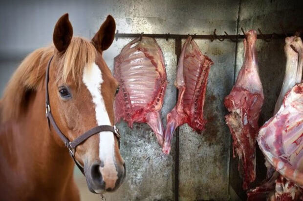 Qidaya yararsız 105 kq at ətini mal əti kimi satmaq istəyən şəxs saxlanılıb - FOTO