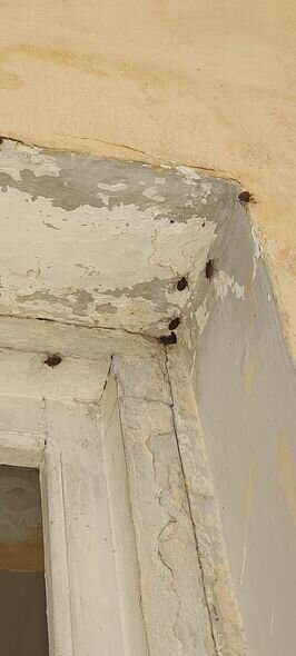 Zaqatala və Balakənə kütləvi böcək hücumu - FOTO/VİDEO