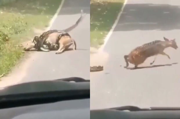 Yoldan keçən insan ceyranı pitonun yemi olmaqdan xilas etdi - VİDEO