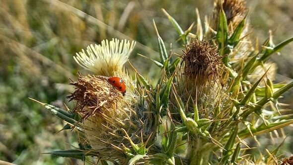 Dağlar gözəli Şuşanın payız mənzərələri - FOTO