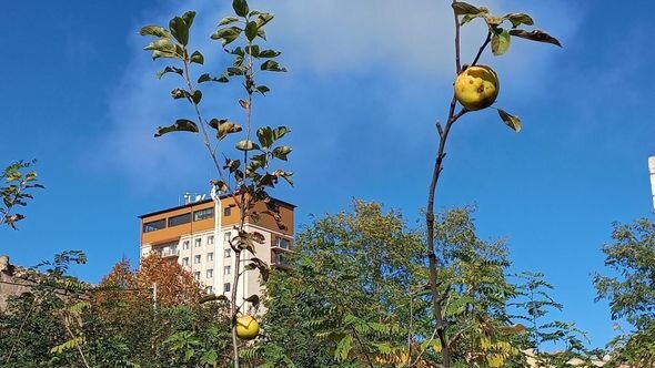 Dağlar gözəli Şuşanın payız mənzərələri - FOTO