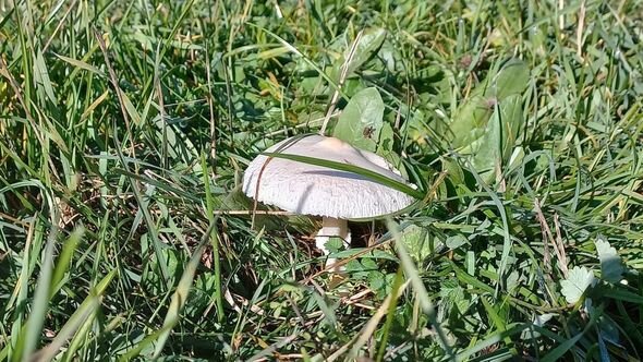 Dağlar gözəli Şuşanın payız mənzərələri - FOTO