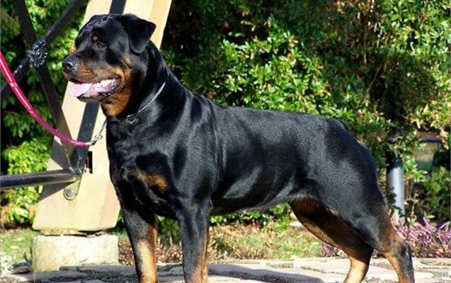 Ceyranbatanda it oğrusu saxlanıldı