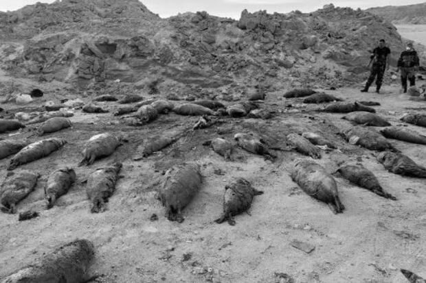 Xəzər sahillərində çoxsayda suiti və nərə balığı leşləri tapıldı