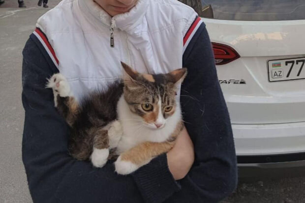 Bakıda köməksiz vəziyyətdə qalan pişik xilas edilib - VİDEO