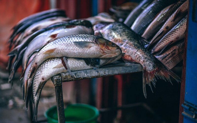 "Azərbaycanın balıqçılıq məhsulları ilə özünütəminetmə səviyyəsi aşağıdır" - DEPUTAT