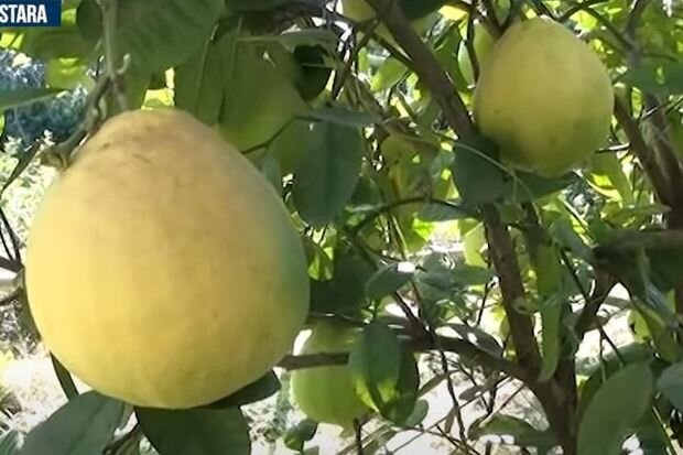 Qabıqla yeyilən, bir dənəsi bir kiloqram olan limonun faydaları - VİDEO