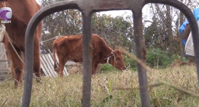 Dövlət Məşğulluq Xidmətindən vətəndaşa xəstə heyvanlar verilib (VİDEO)