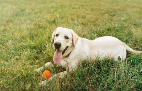 İt sahibində ölümcül xəstəlik aşkarladı