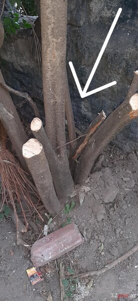 Qazaxda abidənin qarşısında "yaşıl terror" - FOTO