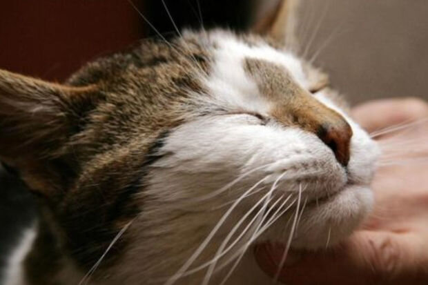 Yol polisi pişiklərlə bağlı sürücülərə xəbərdarlıq edib - FOTO