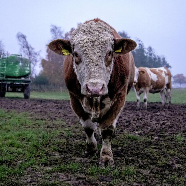 Bu rayonda iribuynuzlu heyvanlar müəmmalı şəkildə tələf olub