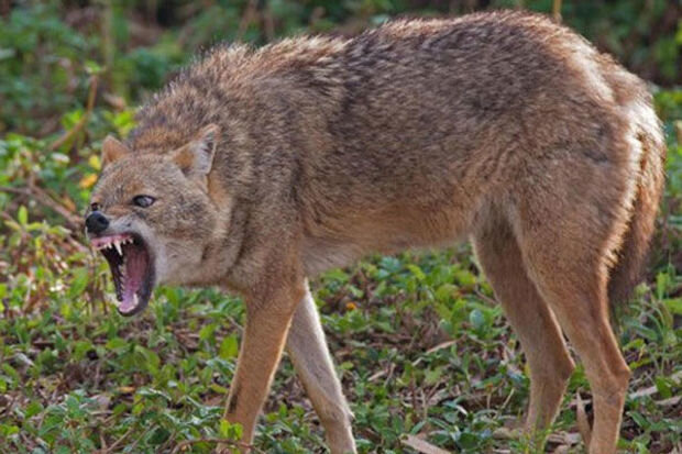 Zaqatalada çaqqal məktəblilərə və valideynlərə HÜCUM ETDİ