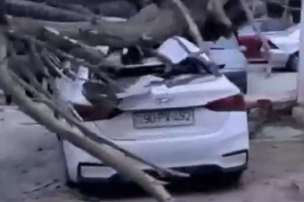 Bakıda güclü külək ağacı avtomobillərin üzərinə aşırdı - VİDEO