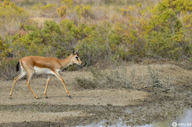 Ceyrançölün ceyransız qalan çölləri - VİDEO