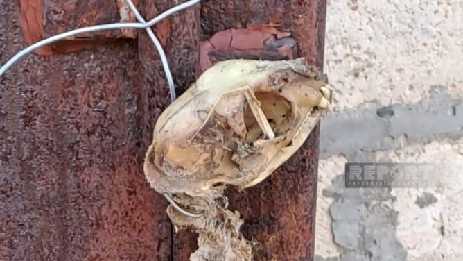 Tərtərdə naməlum heyvan skeleti tapılıb - FOTO