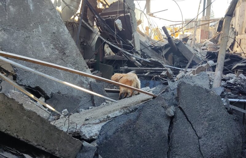 Dağıntılar altından daha bir cəsəd çıxarıldı - Fotolar