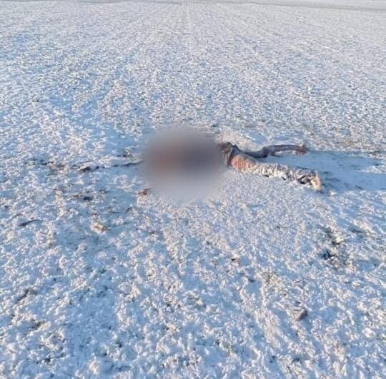 Sumqayıt sakinini 8 canavar parçaladı - ÜRƏKSIZLADAN görüntülər-FOTO