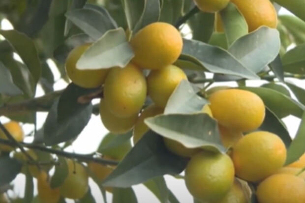 Lənkəranda yetişən min bir dərdin dərmanı: Şəfa dolu meyvə barədə bilinməyənlər - VİDEO