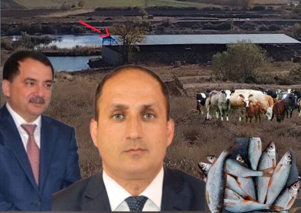 İcra Başçısı Rəcəb Babaşovun müavini Məmməd Alıyevin çay hövzəsindəki ferması və BALIQ BİZNESİ - ŞOK İDDİA (VİDEO)