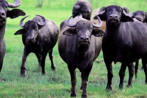 Dərdlərə dərman olan camış ətini niyə SEVMİRİK? - Mütəxəssisdən MARAQLI AÇIQLAMA